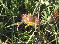 Scorpiurus muricatus