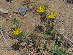 Gorteria piloselloides