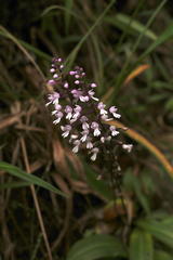 Stenoglottis