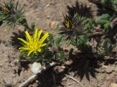 Gorteria piloselloides