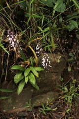 Stenoglottis