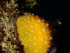 Phyllidia flava
