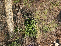 Arisarum simorrhinum