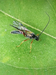 Ichneumonidae