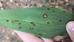 Phyllosticta convallariae