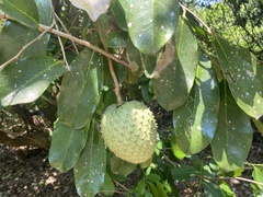 Annona montana