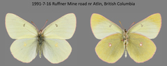 Colias gigantea