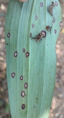 Phyllosticta convallariae