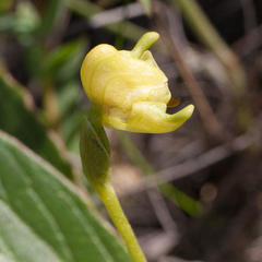 Disperis villosa