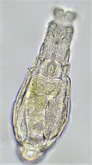 Habrotrocha constricta