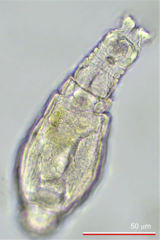 Habrotrocha constricta