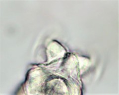 Habrotrocha constricta