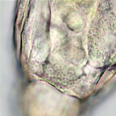 Habrotrocha constricta