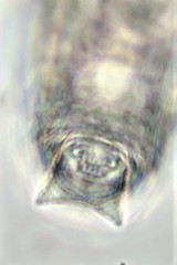 Habrotrocha constricta