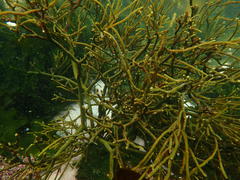 Bifurcariopsis capensis