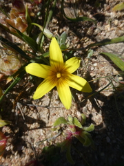 Romulea flava