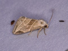 Plagiomimicus tepperi