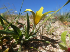 Romulea flava