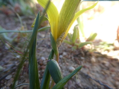 Romulea flava