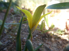 Romulea flava