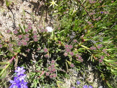 Ruschia diversifolia