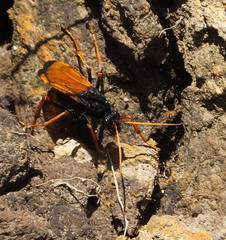 Tachypompilus ignitus