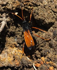 Tachypompilus ignitus