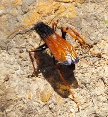 Tachypompilus ignitus