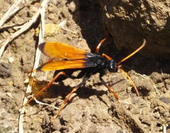 Tachypompilus ignitus