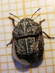 Psacasta tuberculata