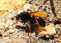 Tachypompilus ignitus