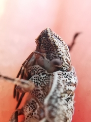 Psacasta tuberculata