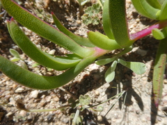 Ruschia diversifolia