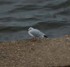 Chroicocephalus ridibundus