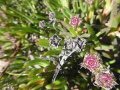 Ruschia diversifolia