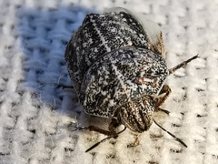 Psacasta tuberculata