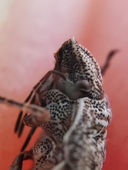 Psacasta tuberculata