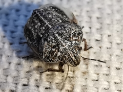 Psacasta tuberculata