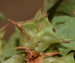 Rumex hypogaeus