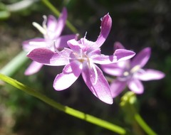 Hesperantha pilosa