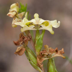 Disperis circumflexa circumflexa