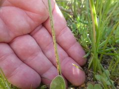 Hesperantha pilosa