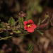 Jamesbrittenia breviflora - Photo (c) Robert Taylor, algunos derechos reservados (CC BY), subido por Robert Taylor