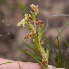 Disperis circumflexa circumflexa