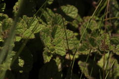 Jamesbrittenia breviflora