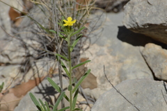 Lithospermum mirabile