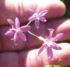 Hesperantha pilosa