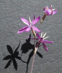 Hesperantha pilosa