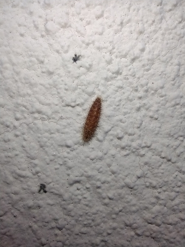 kožiarovité (Dermestidae)