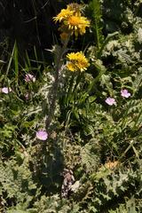 Berkheya buphthalmoides